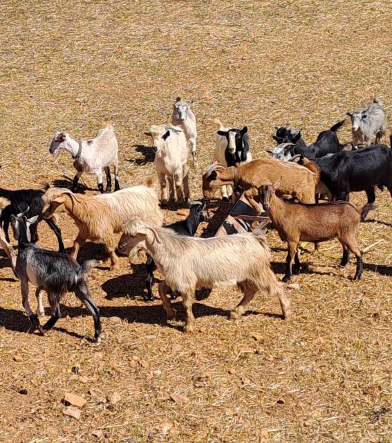 Crete: Shepherd'S Life & Psiloritis Mountain Tour With Meal - Booking Information