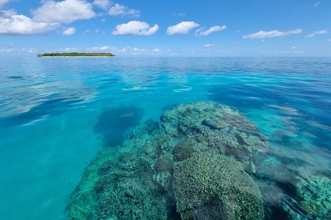 Day Tour to Lady Musgrave Island - What to Expect on Tour