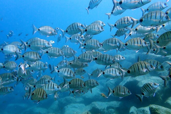 Discover Scuba Diving in Lanzarote (Costa Teguise) - What To Expect & Additional Info