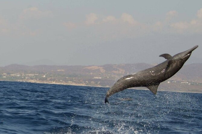 Dolphin Watching in Puerto Escondido - Pricing and Booking Information