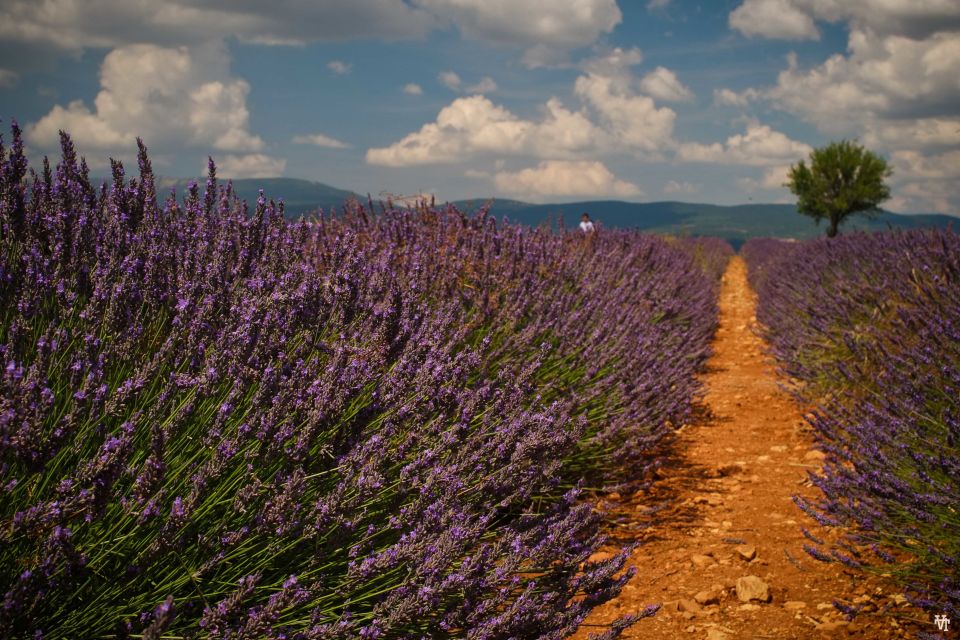 From Avignon: Lavender Fields & Luberon Village Guided Tour - Itinerary Highlights