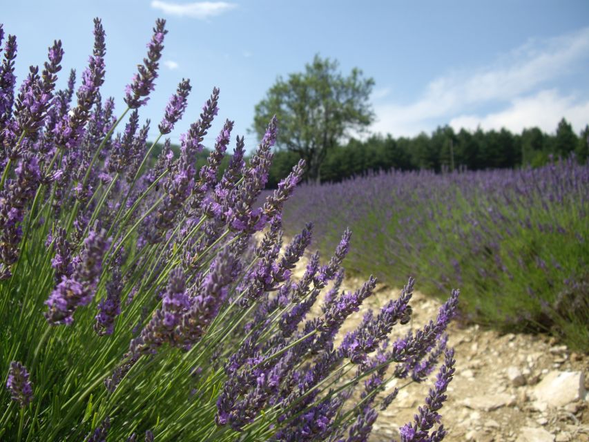 From Marseille: Valensole Lavenders Tour From Cruise Port - Tour Highlights