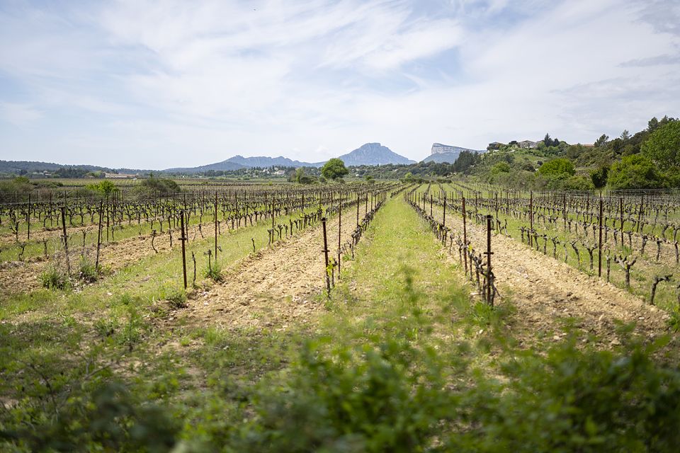 From Montpellier: Half-Day Vineyard & Pic Saint-Loup Tour - Tour Experience