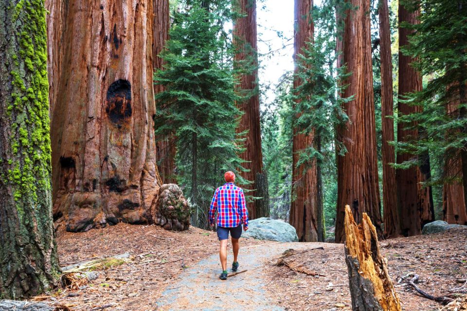 From San Francisco: Yosemite & Tahoe Sierras 4-Day Trip - Itinerary Details