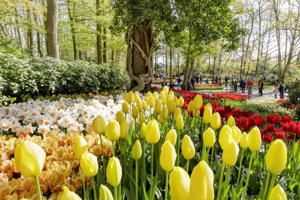 From Schiphol Airport: Keukenhof Entry and Public Bus Ticket - Full Description