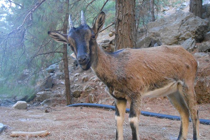 Full Day Samaria Gorge 10-Mile Walking Tour - Insider Tips for a Successful Experience