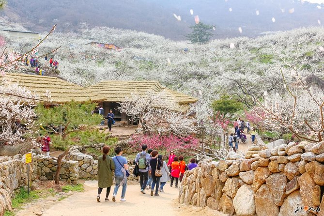 Gwangyang Maewha Flower and Jeonju Hanok Village 1 Day Trip From Seoul - Gwangyang Maehwa Village Guide