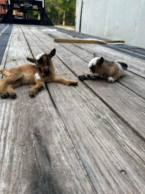 Houston: Adorable Mini Goats Experience E - Booking Information