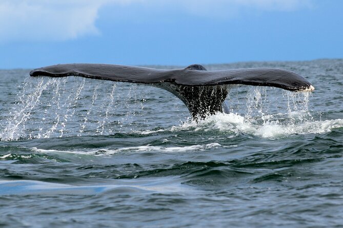 Humpback Whale Watching in Bahia Málaga Colombia - Small Group Experience