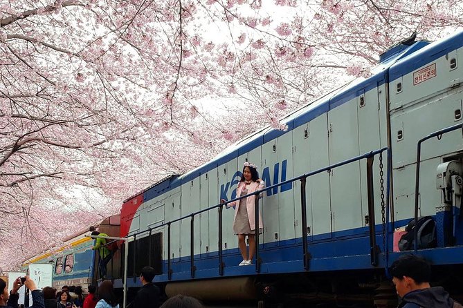 Jinhae Cherry Blossom and Busan Sunrise Tour From Seoul - What to Expect