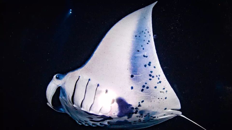 Kailua-Kona: Manta Ray Watching Nighttime Boat Trip - Restrictions and Requirements