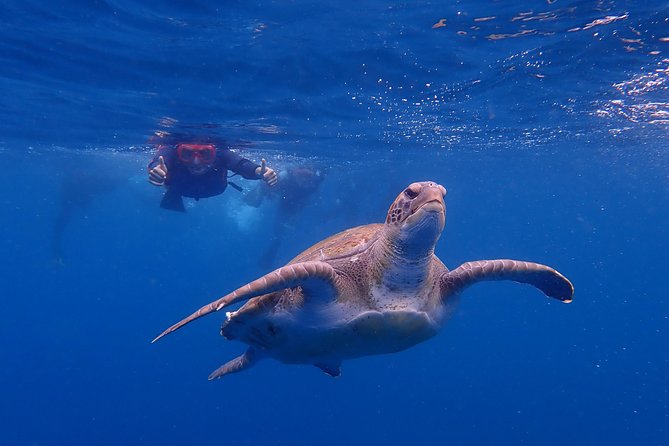 Kayaking With Dolphins and Turtles and Snorkelling in Tenerife - Location Details