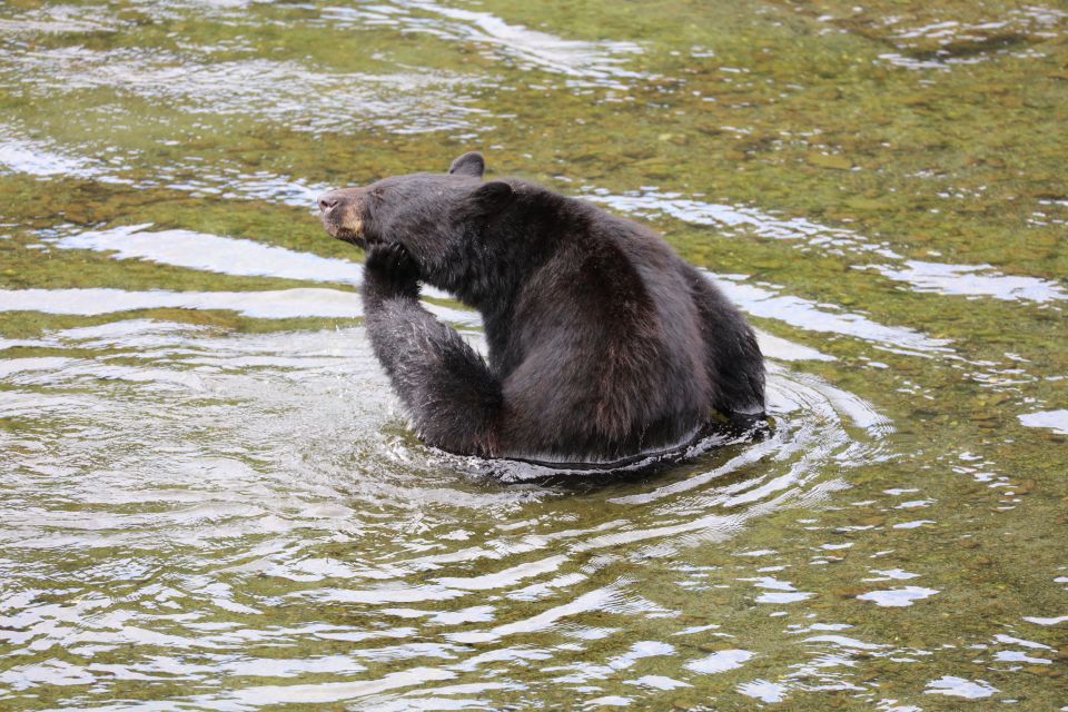 Ketchikan: Potlatch Park, City and Wildlife Private Van Tour - Tour Highlights and Experiences