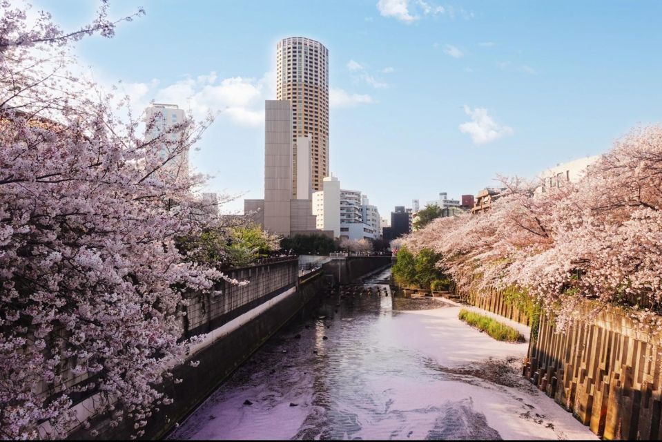 Licensed Guide Tokyo Meguro Cherry Blossom Walking Tour - Highlights