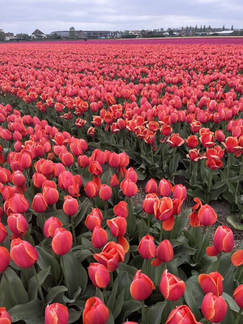 Lisse: Keukenhof and Tulperij Guided Flower Landrover Tour - Itinerary Highlights