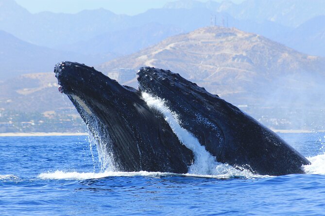 Los Cabos Whale Watching (Transportation and Pictures Included) - Whale Watching Season in Los Cabos