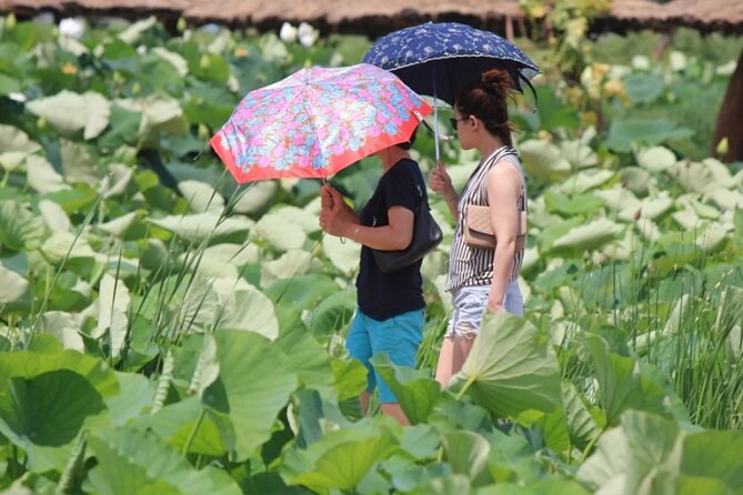 Lotus Flowers and Sunflower Field Tour From Busan - Whats Included and Excluded