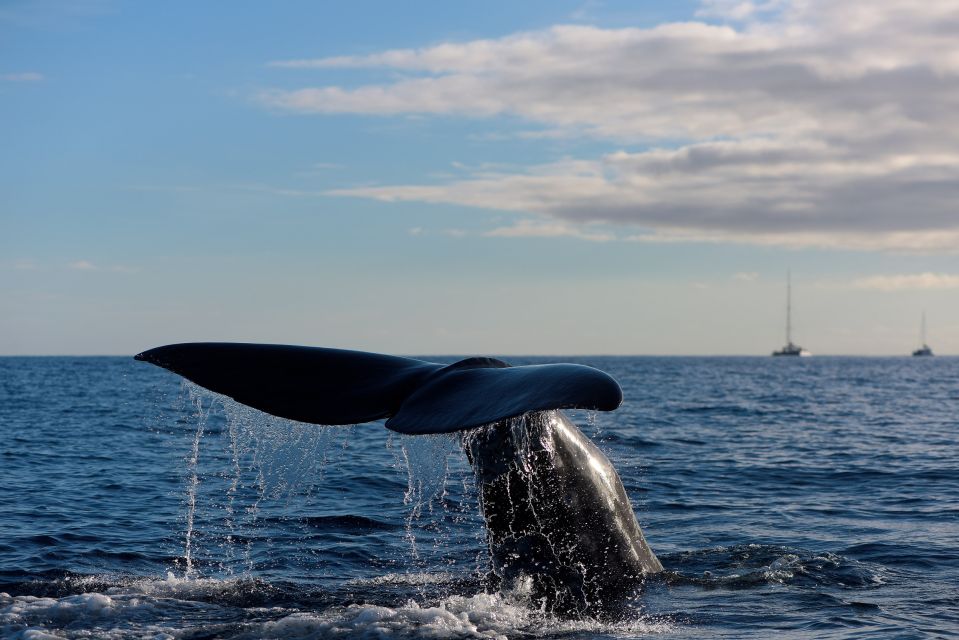 Madeira: Whale and Dolphin Watching Boat Tour From Machico - Itinerary