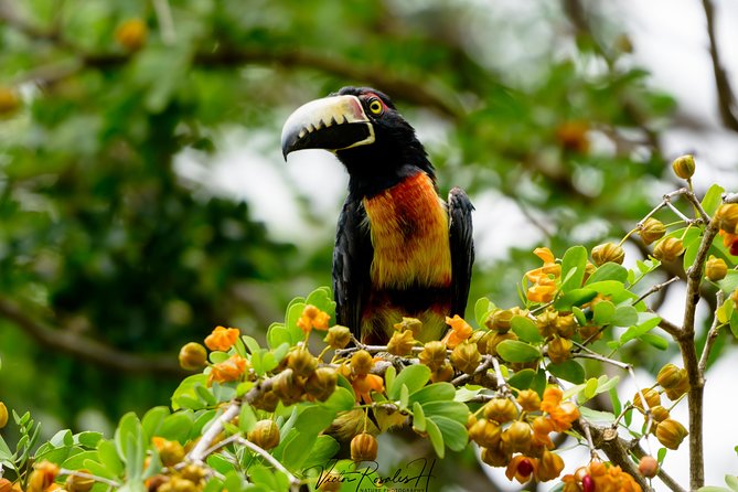 Mahahual and Costa Maya Birdwatching - Tour Highlights and Reviews