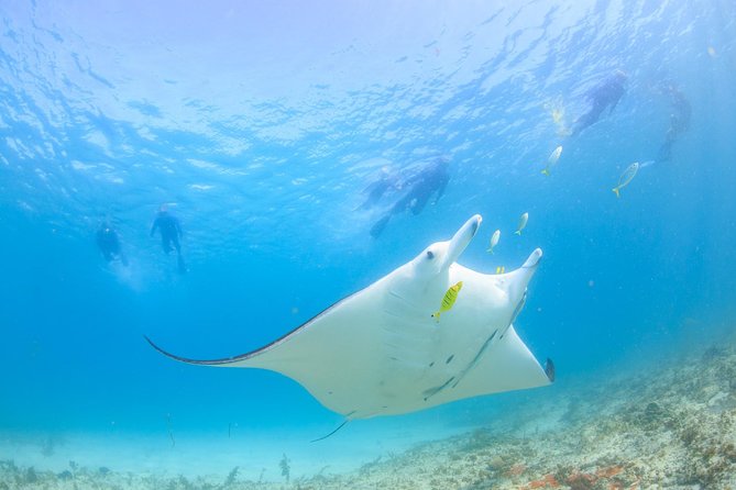 Marine Eco Safari - Swim With Manta Rays - Meeting the Manta Rays