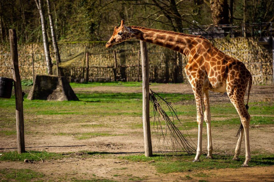 Mechelen: Planckendael ZOO Entry Ticket - Experience