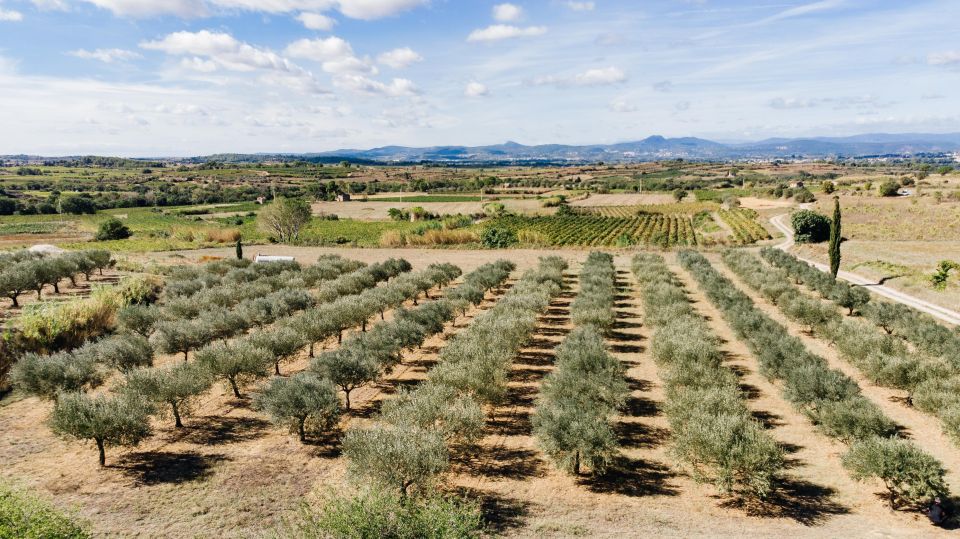 Montpellier : Visit Lavender Field and an Olive Oil Mill - Exploring the Lavender Fields