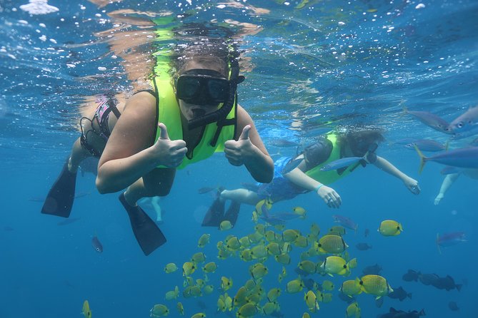 Oahu Dolphin Watch With Turtle Snorkel & Water Slide - Logistics and Pickup Information