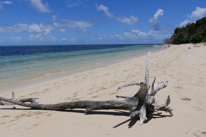 Ocean Free Green Island and Great Barrier Reef Snorkel Cruise - Snorkeling and Diving Adventures