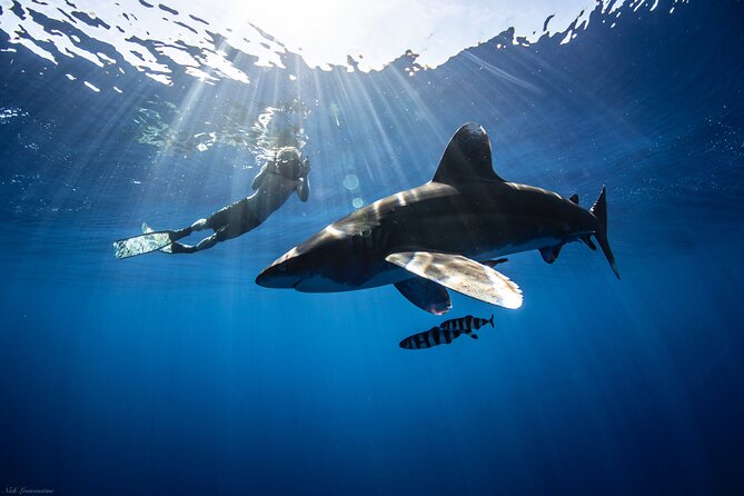 Open Water Shark Dive - Cancellation Policy Details