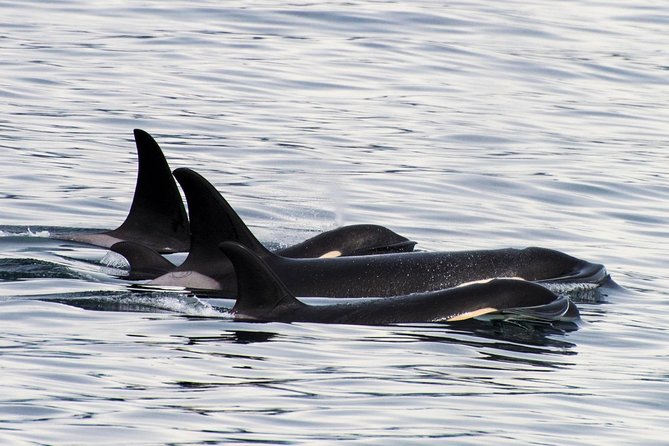 Orca Quest Cruise - Logistics