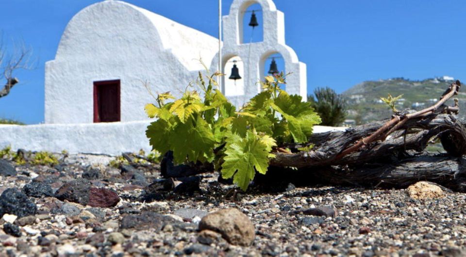 Paros Wine Tour and Tasting - Experience Highlights
