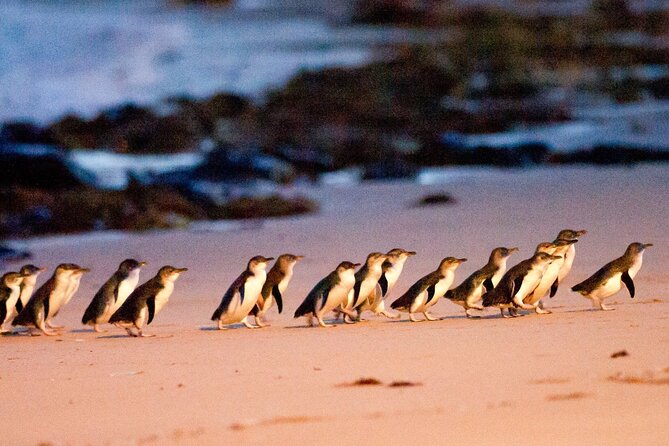 Penguin Parade With Wine Tasting and Feast From Phillip Island - Wine Tasting Experience