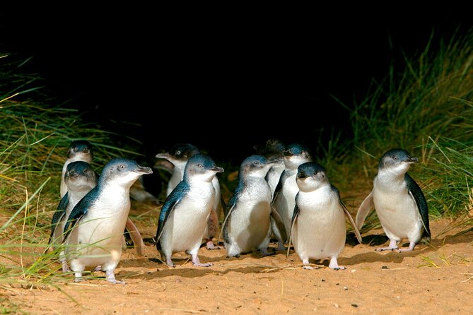 Phillip Island Penguin Parade Express Tour From Melbourne - What to Expect on Tour