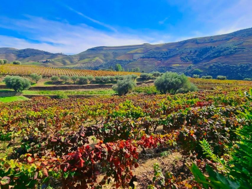 Porto: Douro Valley 2 Vineyards Tour W/ Lunch & River Cruise - Tour Experience
