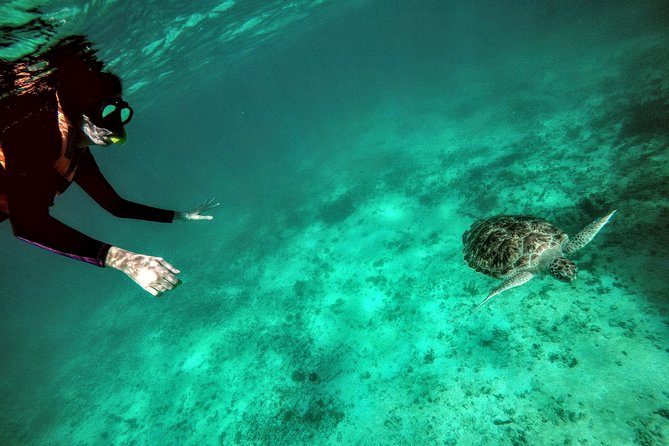Private Cenote & Snorkeling Tour With Turtles in Akumal - Reviews and Ratings Overview