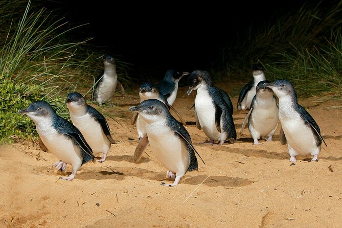 Private Phillip Island & Penguin Parade Hiking Tour From Melbourne - Encounter Unique Australian Wildlife