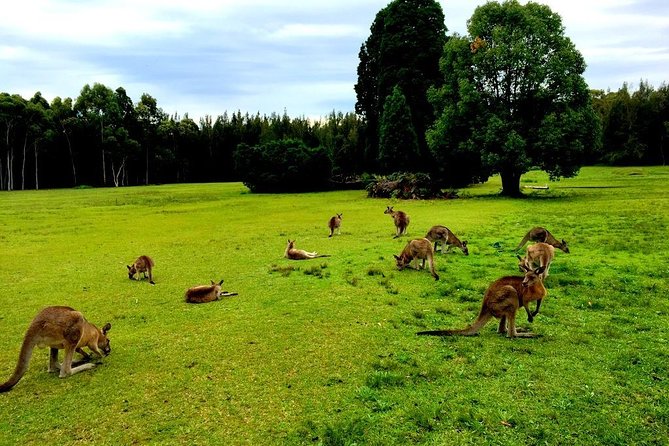 Private Tour Blue Mountains Day Adventure Wildlife + River Cruise - Wildlife Encounters at Featherdale