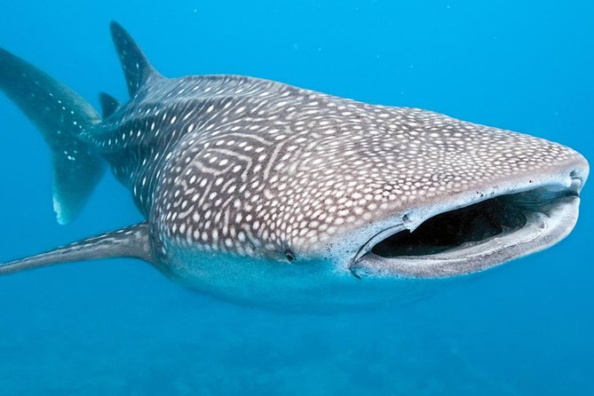 Private Whale Shark Ecofriendly Tour From Cancun - Customer Reviews and Ratings