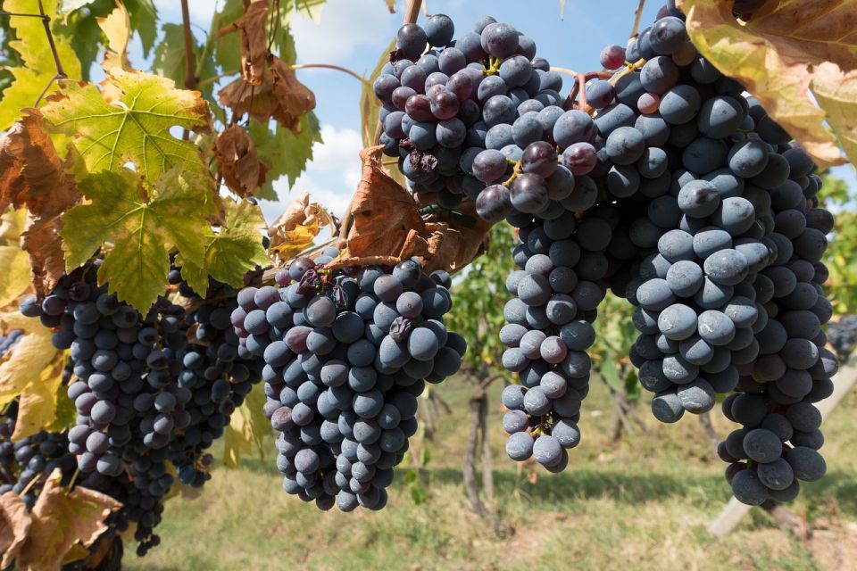 Private Wine Tours VIP Wines & Wineries of Chianti Classico - Itinerary Highlights