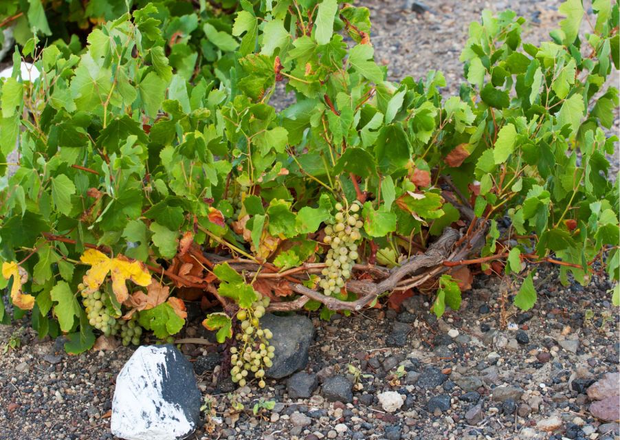Santorini: Private Wine Tasting Experience at 3 Wineries - Experiencing Wine Tasting Magic