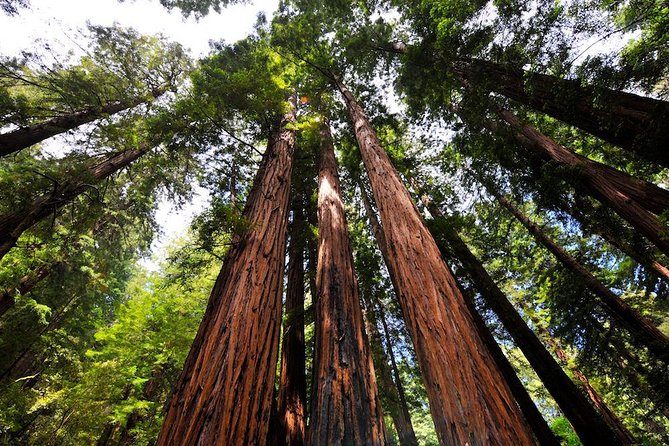 Small-Group Half Day Muir Woods and Sausalito Morning Tour - Inclusions and Exclusions