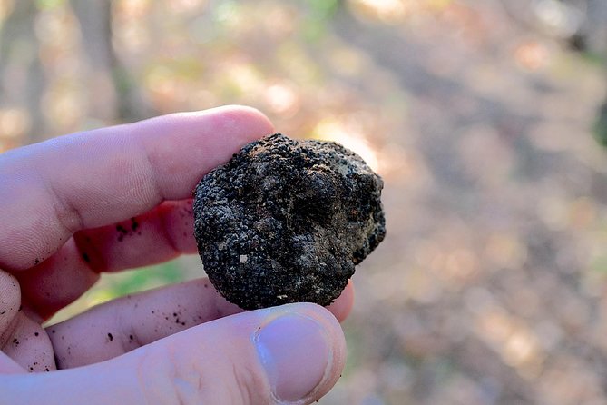 Truffle Hunting Experience With Lunch in San Miniato - Participant Guidelines