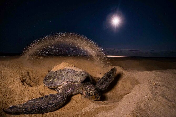 Turtle Nesting Night Tour in Tortuguero - Guide and Observation Details