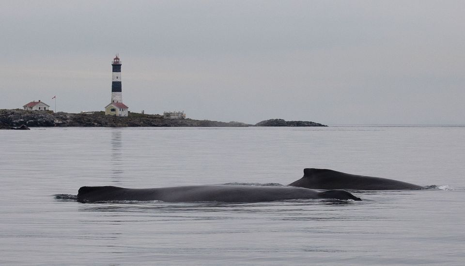 Victoria: Guided Whale and Wildlife-Watching Cruise - Booking Information