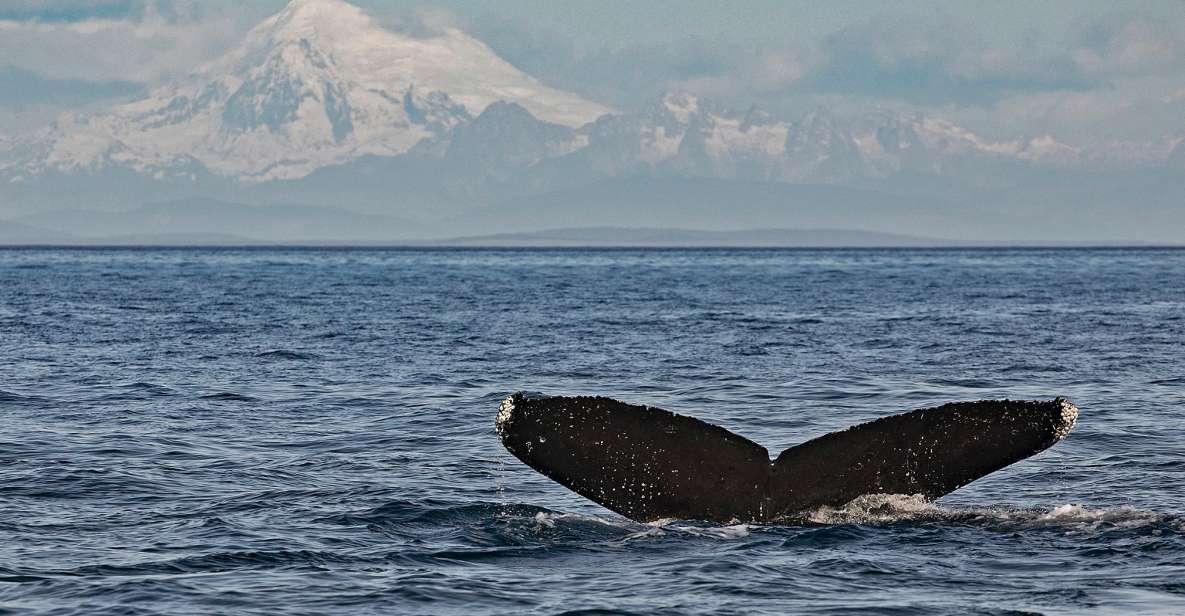 Victoria: Whale and Wildlife Semi-Covered Boating Tour - Tour Experience