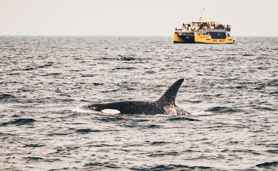 Victoria: Whale Watching Cruise by Covered Boat - Description Highlights