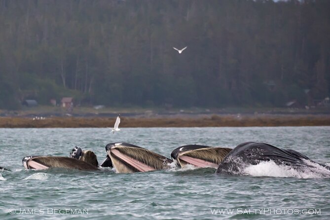 Whale-Watching, Icy Point, Hoonah , Whales, Orca, Killer-Whales. - Whale Watching Experience