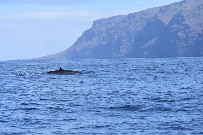 Whale Watching in Los Gigantes for Over 11 Years - Meeting and Pickup Instructions