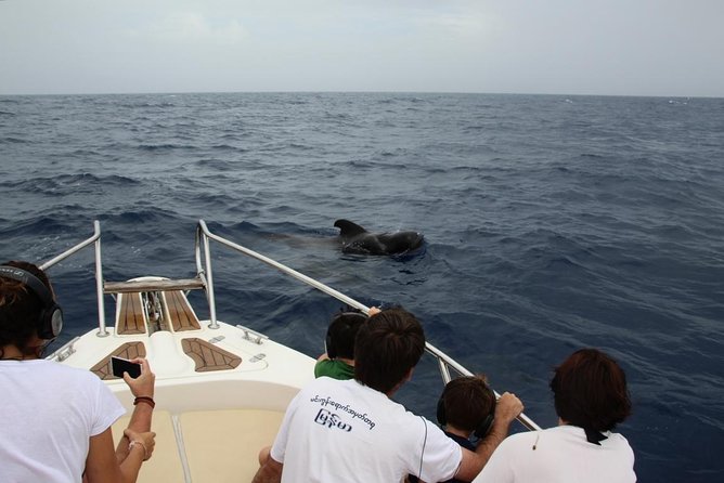Whale Watching in Tenerife - Expert Biologists Insights