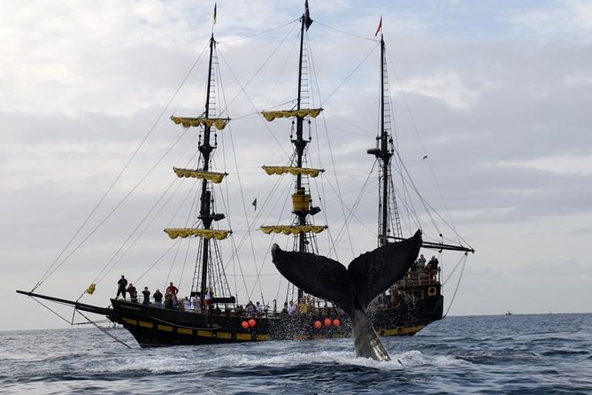 Whale-Watching Pirate Ship Cruise in Los Cabos - Booking Assistance